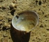 Musculium lacustre