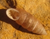 Abida polyodon Abida polyodon