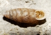 Abida polyodon