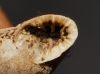 Abida polyodon Abida polyodon