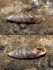 Abida polyodon Abida polyodon