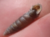 Abida secale meridionalis Abida secale meridionalis