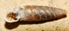 Abida secale meridionalis Abida secale meridionalis