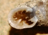 Abida secale meridionalis Abida secale meridionalis