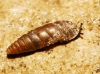 Abida secale meridionalis Abida secale meridionalis
