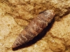 Abida secale meridionalis Abida secale meridionalis