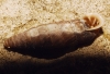 Abida secale meridionalis Abida secale meridionalis
