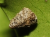 Abida sp.