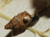 Abida sp.