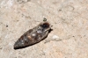 Abida polyodon Abida polyodon