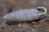 Abida polyodon Abida polyodon