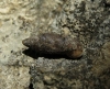Abida polyodon Abida polyodon