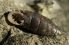 Abida polyodon Abida polyodon