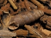Abida polyodon Abida polyodon