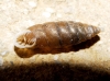 Abida polyodon Abida polyodon