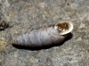 Abida polyodon Abida polyodon