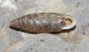 Abida polyodon Abida polyodon