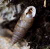 Abida polyodon Abida polyodon
