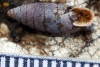 Abida polyodon Abida polyodon