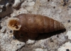 Abida polyodon Abida polyodon