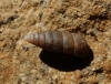 Abida polyodon Abida polyodon