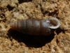 Abida polyodon Abida polyodon