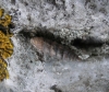 Abida secale meridionalis Abida secale meridionalis