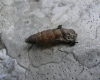 Abida secale meridionalis Abida secale meridionalis