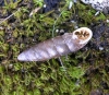 Abida secale meridionalis Abida secale meridionalis