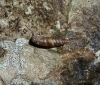 Abida secale meridionalis Abida secale meridionalis