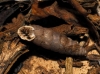 Abida secale meridionalis Abida secale meridionalis