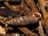 Abida secale meridionalis Abida secale meridionalis