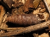Abida secale meridionalis Abida secale meridionalis