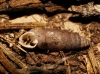 Abida secale meridionalis Abida secale meridionalis
