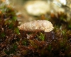 Abida secale meridionalis Abida secale meridionalis