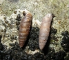 Abida secale meridionalis Abida secale meridionalis