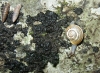 Abida secale meridionalis Abida secale meridionalis