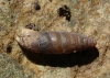 Abida secale meridionalis Abida secale meridionalis