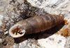 Abida secale meridionalis Abida secale meridionalis
