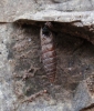 Abida secale meridionalis Abida secale meridionalis