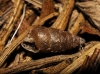 Abida sp.