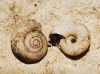 Aegopinella minor Aegopinella minor