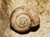 Aegopinella minor Aegopinella minor