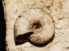Aegopinella minor Aegopinella minor