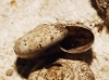 Aegopinella minor Aegopinella minor