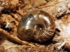 Aegopinella minor Aegopinella minor