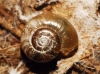 Aegopinella minor Aegopinella minor