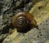 Aegopinella minor