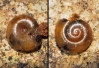 Aegopinella sp. Aegopinella sp.
