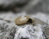 Aegopinella minor Aegopinella minor